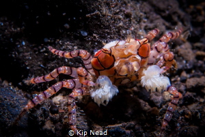 These boxing crabs move around so fast, it took quite a f... by Kip Nead 